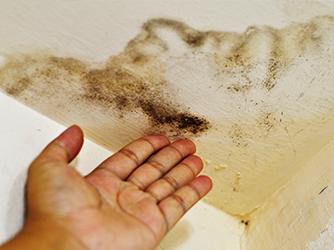 The Evolution of Mold in Homes